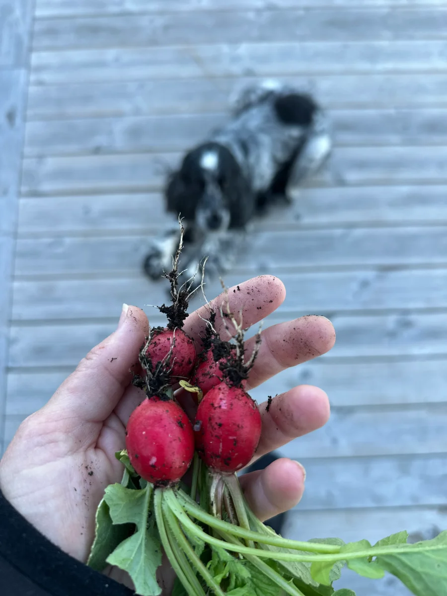 Rädisa Marike - Bild 4