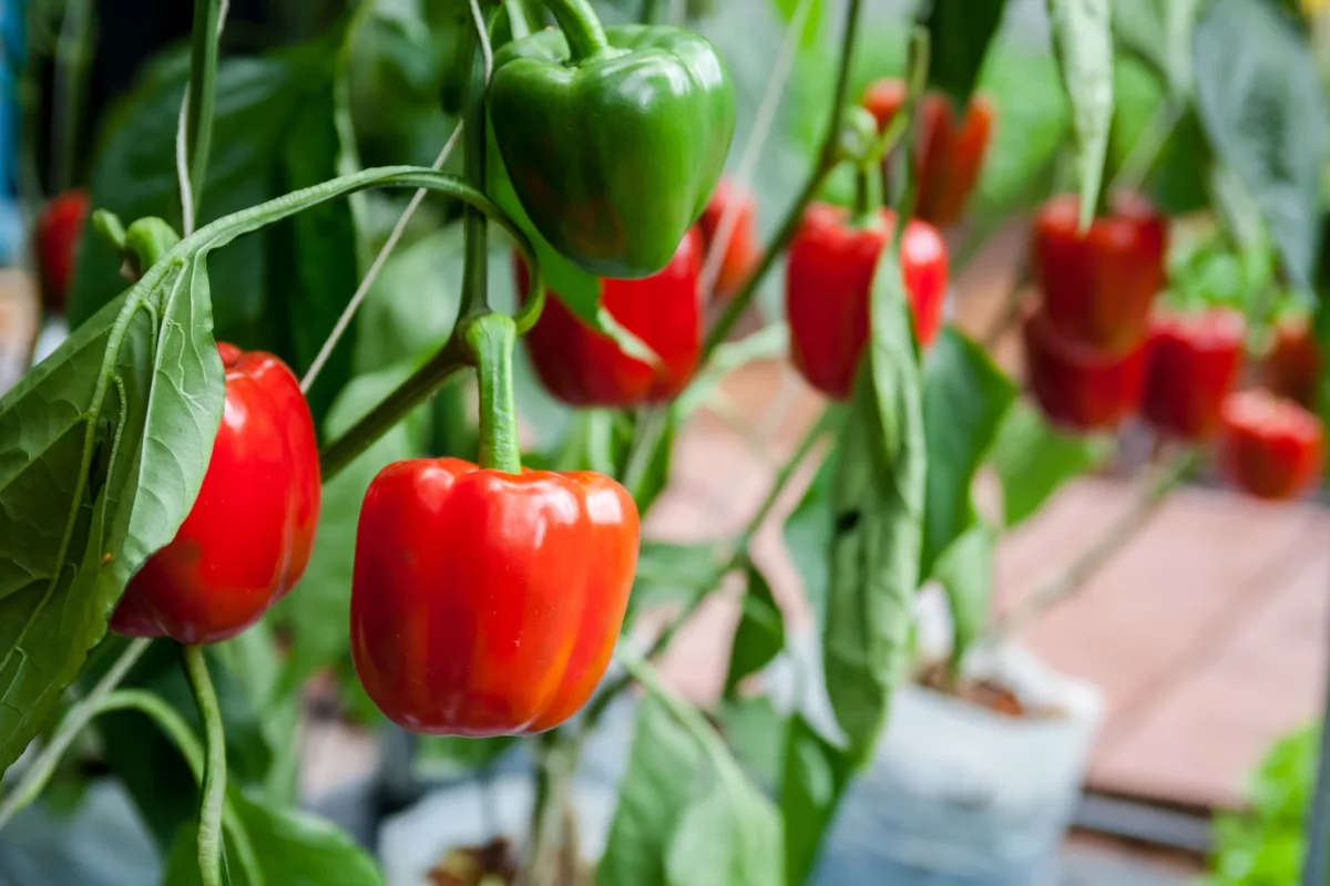 Paprika King of the North - Bild 4